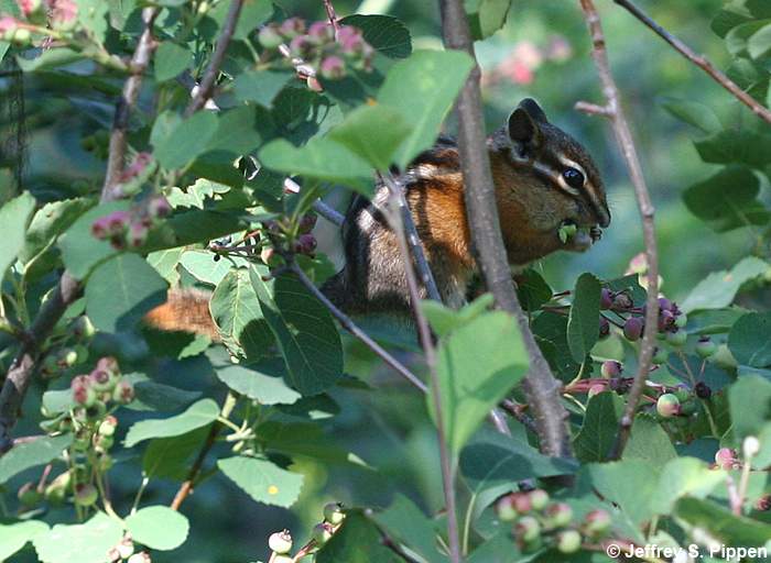 Red-tailed Chipmunk (Tamias ruficaudus