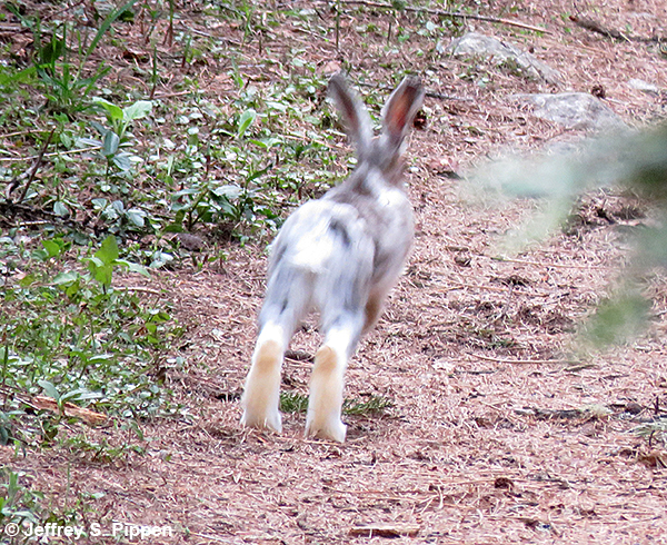 Snowshoe Hare (Lepus americanus)