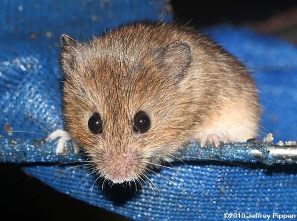 White-footed Deermouse (Peromyscus leucopus)