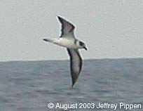 Black-capped Petrel