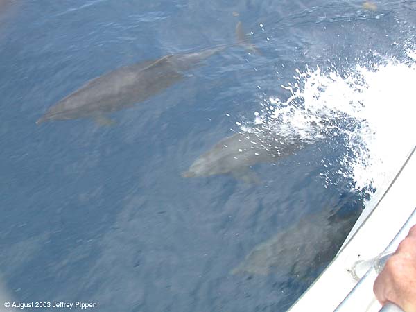 Bottlenose Dolphin