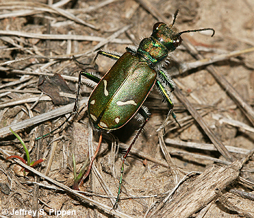 Purple Tiger Beetle (Cicindela purpurea)