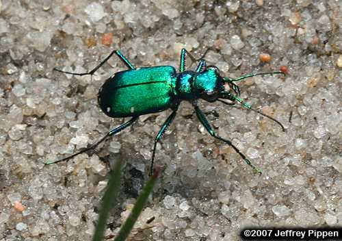 Six-spotted Tiger Beetle (Cicindela sexguttata)