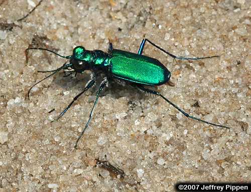 Six-spotted Tiger Beetle (Cicindela sexguttata)