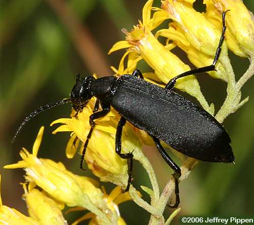 Blister Beetle (Epicauta sp.)