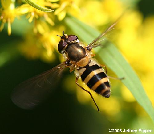 Epistrophe Syrphid Fly