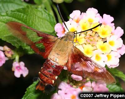 Hummingbird Clearwing, Hummingbird Moth (Hemaris thysbe)