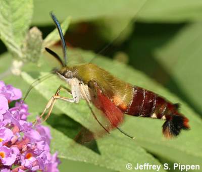 Hemaris thysbe (Hummingbird Moth)