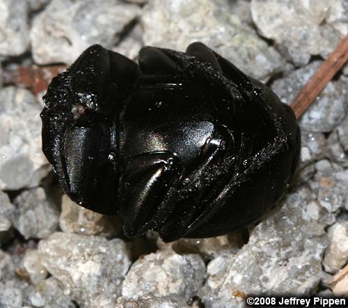Dung Beetle (Melanocanthon sp.)