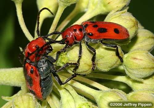 Red Milkweed Beetle (Tetraopes tetraophthalmus)