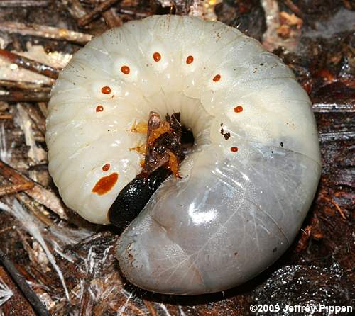 bess beetle larva