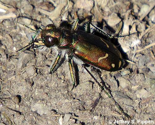 Common Claybank Tiger Beetle (Cicindela limbalis)