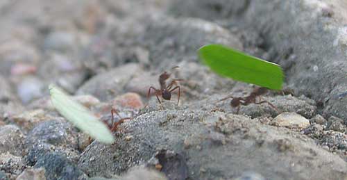 leaf-cutter ants