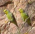 Yellow-faced Parrotlets
