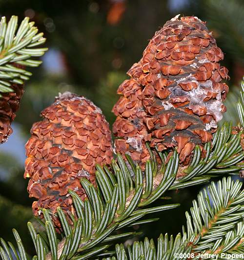 Fraser Fir (Abies fraseri)