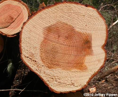 Grand Fir (Abies grandis)