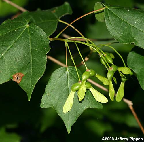 Chalk Maple(Acer leucoderme)