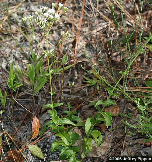 Lesser Snakeroot (Ageratina aromatica)