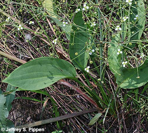 American Water Plantain, Northern Water Plantain, Largeflower Water Plantain (Alisma triviale)