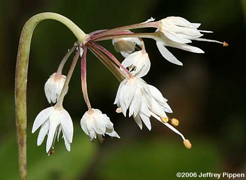 Nodding Onion (Allium cernuum)