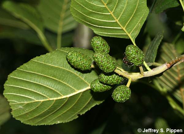 Black Alder, European Alder (Alnus glutinosa)