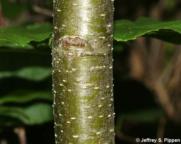 Black Alder, European Alder (Alnus glutinosa)