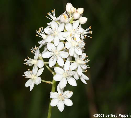 Fly-poison (Amianthium muscitoxicum)