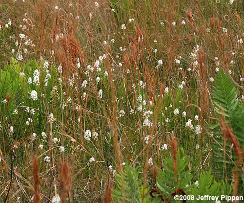 Fly-poison (Amianthium muscitoxicum)