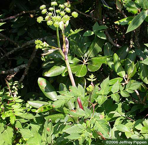 Filmy Angelica (Angelica triquinata)