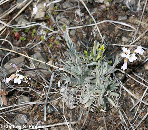 Holboell's Rockcress (Arabis holboellii)