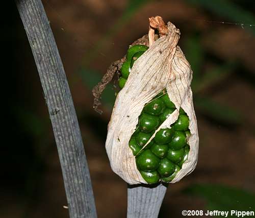 Jack-in-the-pulpit (Arisaema triphyllum)
