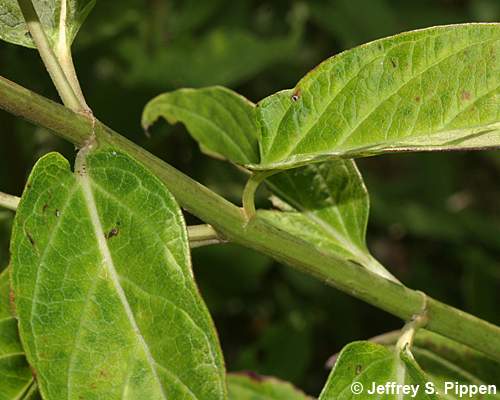Asclepias (milkweed)