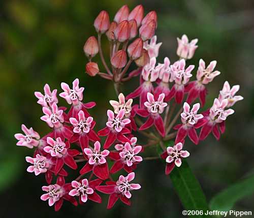 Few-flowered Milkweed (Asclepias lanceolata)