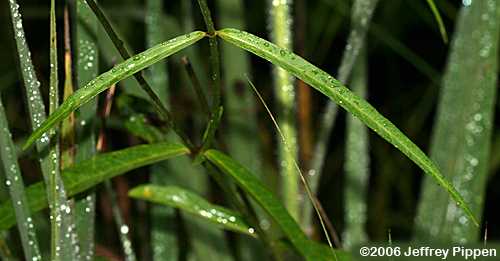Few-flowered Milkweed (Asclepias lanceolata)