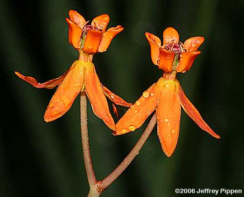 Few-flowered Milkweed (Asclepias lanceolata)