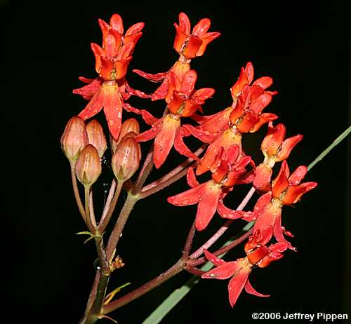 Few-flowered Milkweed (Asclepias lanceolata)