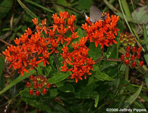 Butterfly Weed (Asclepias tuberosa)