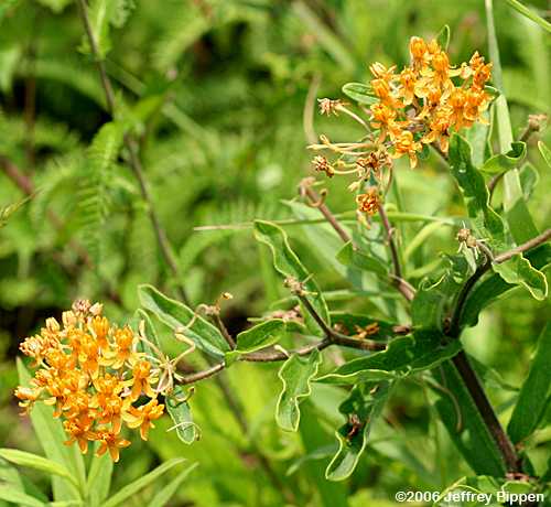 Butterfly Weed (Asclepias tuberosa)