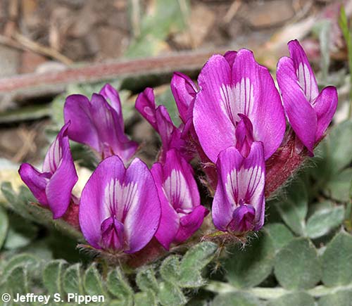 Hairy Milkvetch (Astragalus inflexus)