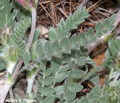Hairy Milkvetch (Astragalus inflexus)