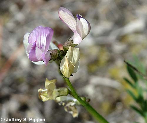 Timber Milkvetch (Astragalus miser)