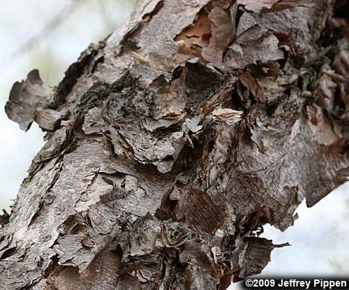 River Birch (Betula nigra)