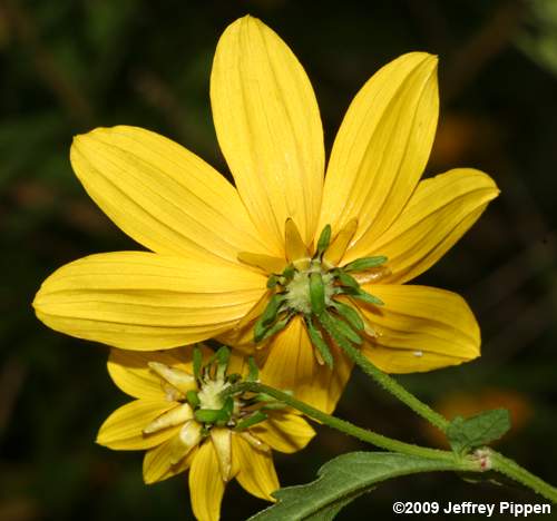 Midwestern Ticksee-Sunflower, Bearded Beggarticks (Bidens aristosa)