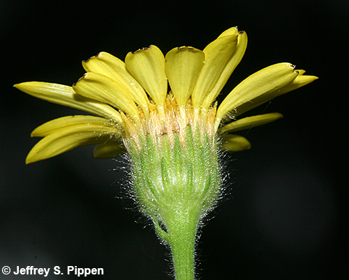 Soft Goldenaster (Bradburia pilosa)