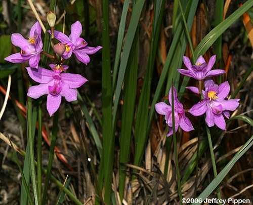 Bearded Grasspink (Calopogon barbatus)