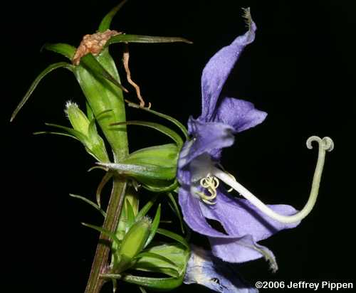 Tall Bellflower (Campanulastrum americanum)