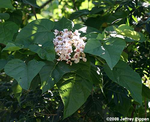 Northern Catalpa (Catalpa speciosa)