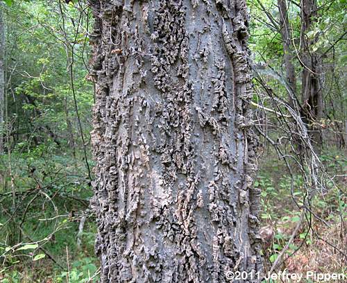 Knobby bark distinguishes the sugarberry tree