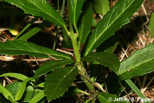 Prince's Pine, Pipsissewa (Chimaphila umbellata)