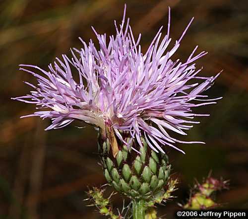 Sandhill Thistle (Cirsium repandum)